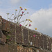 Wall Flowers (+PiP)