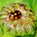 Ladybird. Adalia decempunctata variant