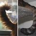Two tails, thick and thin - for Happy Caturday