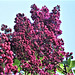 There were about 3 trees of dark lilacs growing next to each other