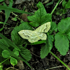 Pale beauty moth (Campaea perlata)