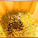 Westliche Honigbiene (Apis mellifera). ©UdoSm