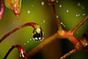Regenperlen können den Motiven immer Schönheit geben :))   Rain beads can always add beauty to the motifs :))   Les perles de pluie peuvent toujours ajouter de la beauté aux motifs :))