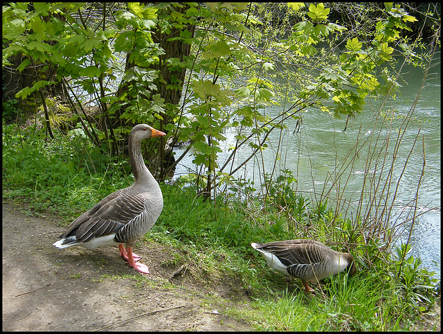 geese by the stream