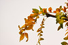 1 (30)..austria...seifenbaum blätter..soap tree leaves