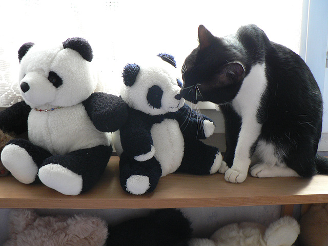 Kenzo et les pandas