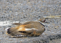 Killdeer - Luring me from its Nest