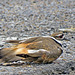 Killdeer - Luring me from its Nest