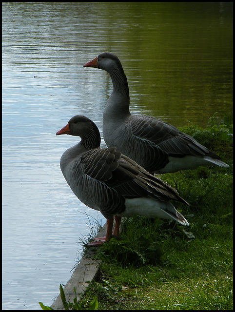 canalside geese