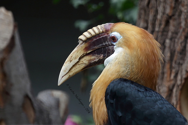 Papua-Hornvogel (Zoo Heidelberg)
