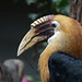 Papua-Hornvogel (Zoo Heidelberg)