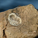 Geode in wall at The Tip, Pt Pelee, Ontario