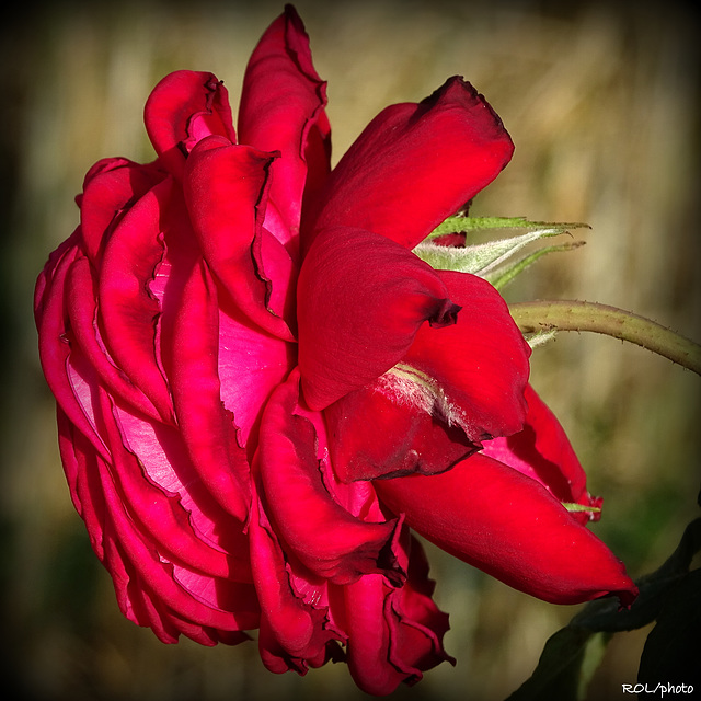 Une rose qui vous dit...bonne semaine
