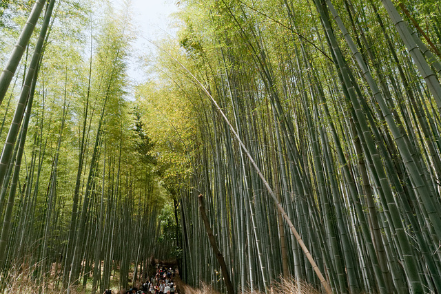 La forêt de bambous (2)