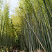 La forêt de bambous (2)