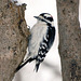 woodpecker-st-bruno-CSC9713 x