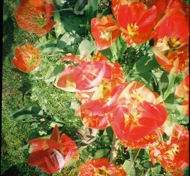 Tulip Kaleidoscope