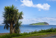 Palm Tree and Davaar Island Campbeltown