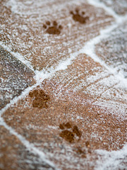 Warm Paws on Cold Brick