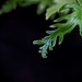 107/366: Lovely Frond
