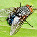 Bluebottle,Blow Fly. Calliphora vomitoria