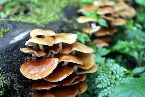 Mushrooms Along the Way