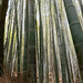 La forêt de bambous (3)