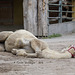 Kamel, flachgelegt (Zoo Heidelberg)