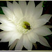 Königin der Nacht (Echinopsis) mit nächtlichem Besucher. Queen of the night (Echinopsis) with nocturnal visitor. ©UdoSm