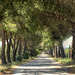 Memories of Tuscany: Boulevard of Maritime Pines
