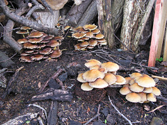 Wood decay fungi