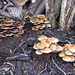 Wood decay fungi