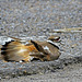 Killdeer Trying to Lure me from its Nest