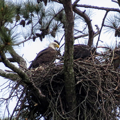 Bald eagle - adult and young