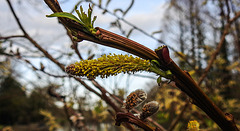 20200315 6866CPw [D~MI] Amur-Weide (Salix udensis), Sielpark, Bad Oeynhausen