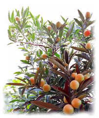 Korallenstrauch, Solanum pseudocapsicum