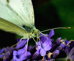 Cabbage White on Lavender