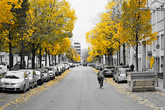 The autumn is yellow :-)  !