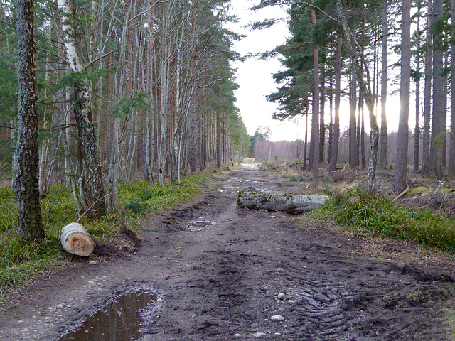 Yet more new obstacles! Maybe I should be investing in a showjumper...