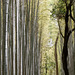 La forêt de bambous (4)