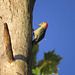 Red-bellied woodpecker - Melanerpes carolinus