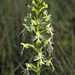Platanthera lacera (Ragged Fringed orchid)