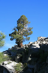 Another giant juniper