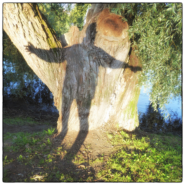 Mr Nobody hugs an old willow