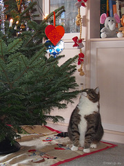 Bastian checks the tree