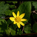 Lesser Celandine or Pilewort