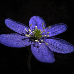 Anemone Hepatica, one of my favourite early spring flowers