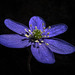 Anemone Hepatica, one of my favourite early spring flowers