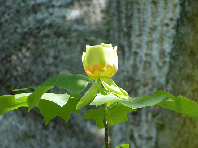Tulip Poplar Tree -2