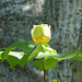 Tulip Poplar Tree -2